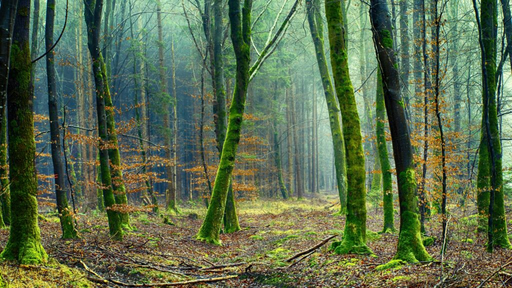 Forest Bathing